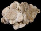 Fossil Sand Dollar (Heliophora) Cluster - Cyber Monday Deal! #14161-3